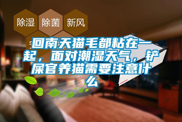 回南天貓毛都粘在一起，面對潮濕天氣，鏟屎官養貓需要注意什么