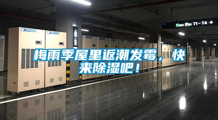 梅雨季屋里返潮發霉，快來除濕吧！