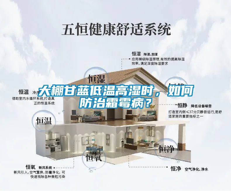 大棚甘藍低溫高濕時，如何防治霜霉??？